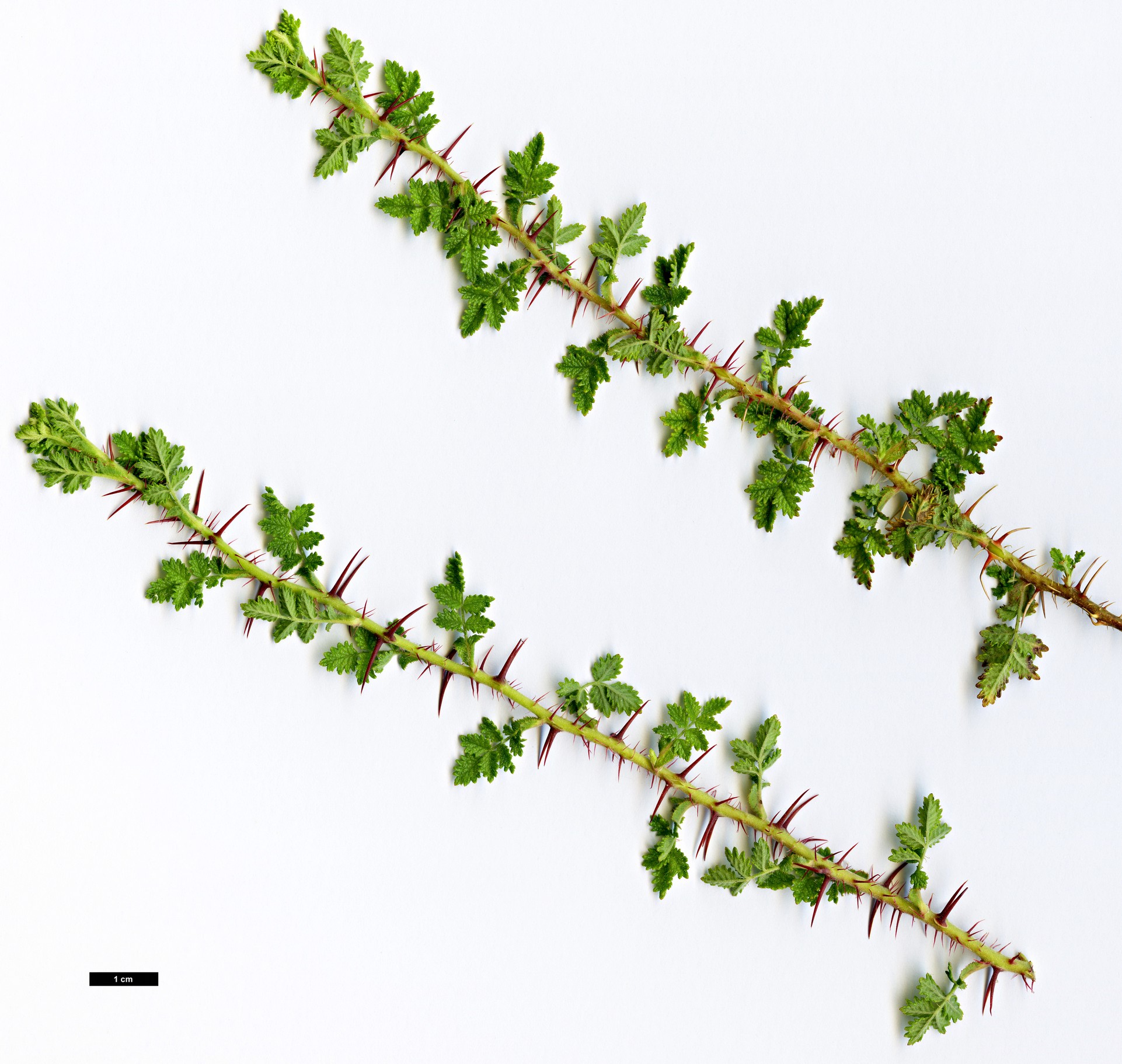 High resolution image: Family: Rosaceae - Genus: Rosa - Taxon: minutifolia High resolution image: Family: Rosaceae - Genus: Rosa - Taxon: minutifolia